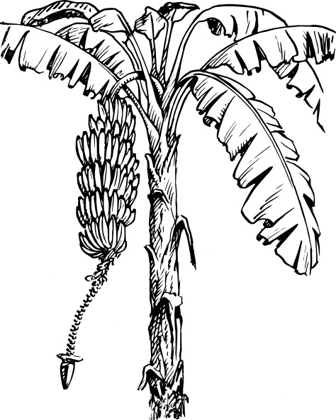 Banana clipart tree. Clip art free vector