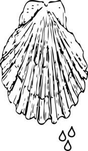 Baptism clipart seashell. Shell and drops of