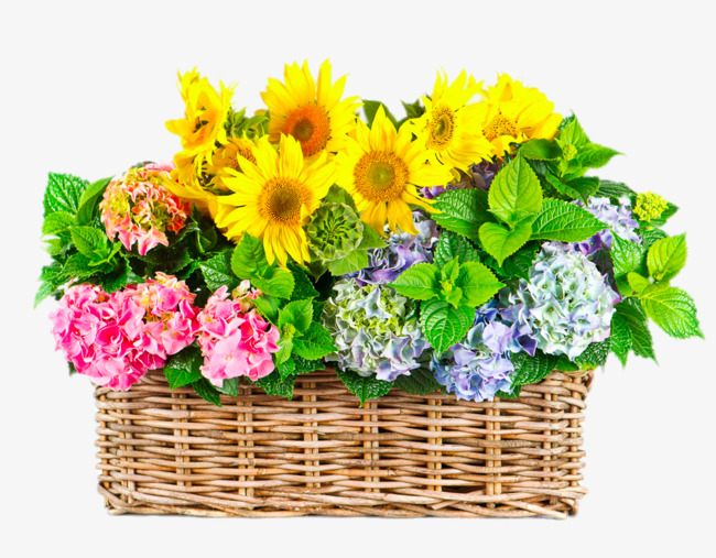Basket clipart sunflower. Gerbera chrysanthemum flowers png