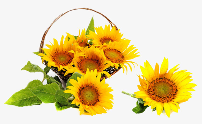 basket clipart sunflower