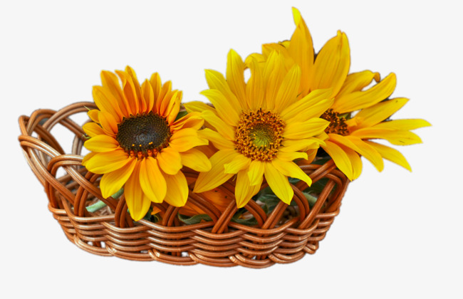 basket clipart sunflower