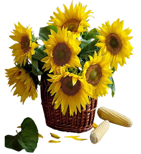 basket clipart sunflower