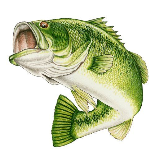 Free Free 59 Largemouth Bass Clipart Bass Svg Free SVG PNG EPS DXF File