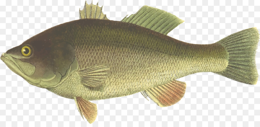 bass clipart bony fish