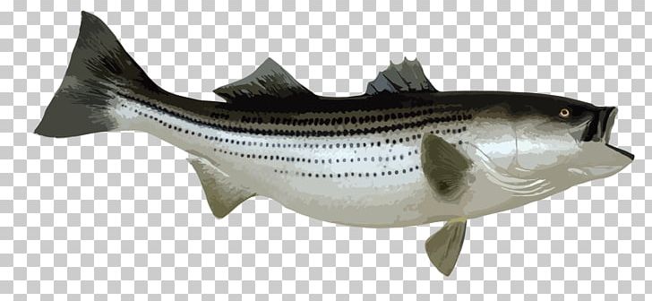 bass clipart bony fish