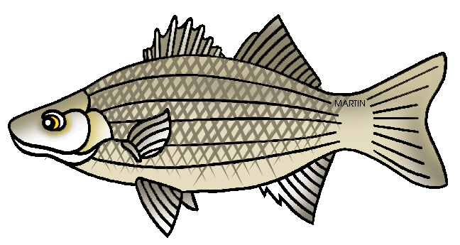 bass clipart carp