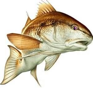 Bull redfish clip art. Bass clipart colorful