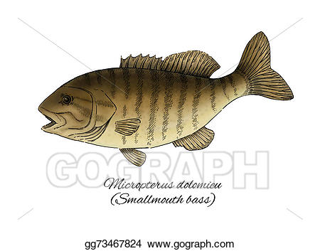 Stock illustration smallmouth ink. Bass clipart colorful