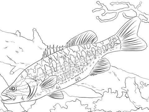 bass clipart coloring page