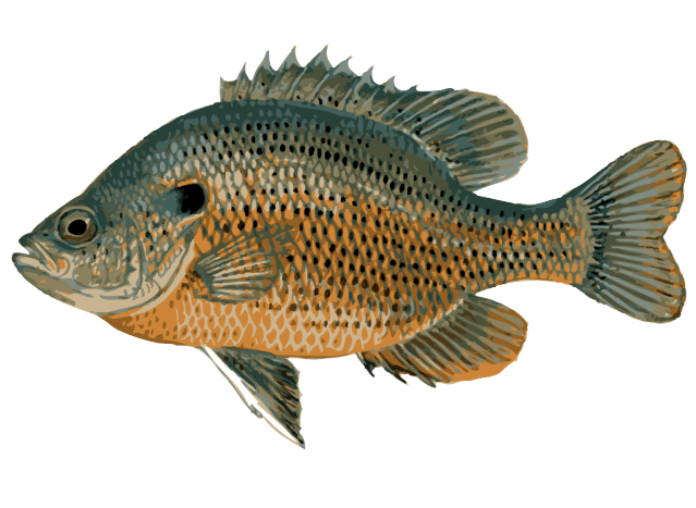 bass clipart freshwater fish