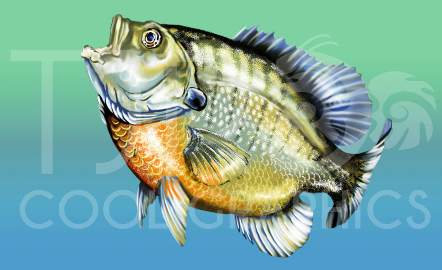 bass clipart freshwater fish