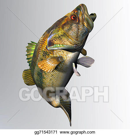 bass clipart game fish