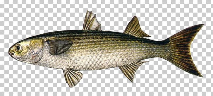 Sardine fish products carp. Bass clipart milkfish