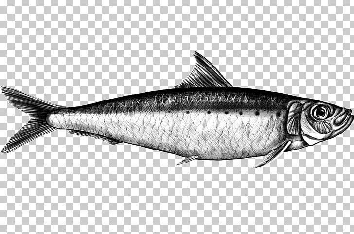 bass clipart milkfish