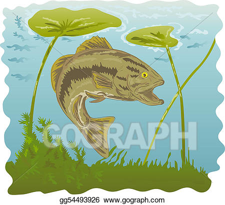 bass clipart pond fish