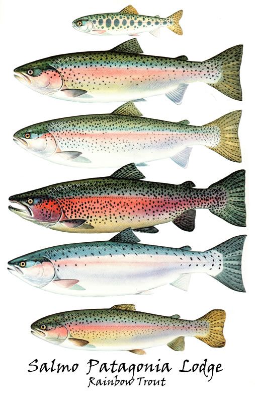  best fish images. Bass clipart rainbow trout