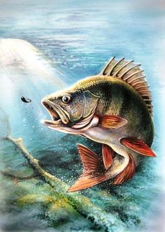 bass clipart rainbow trout