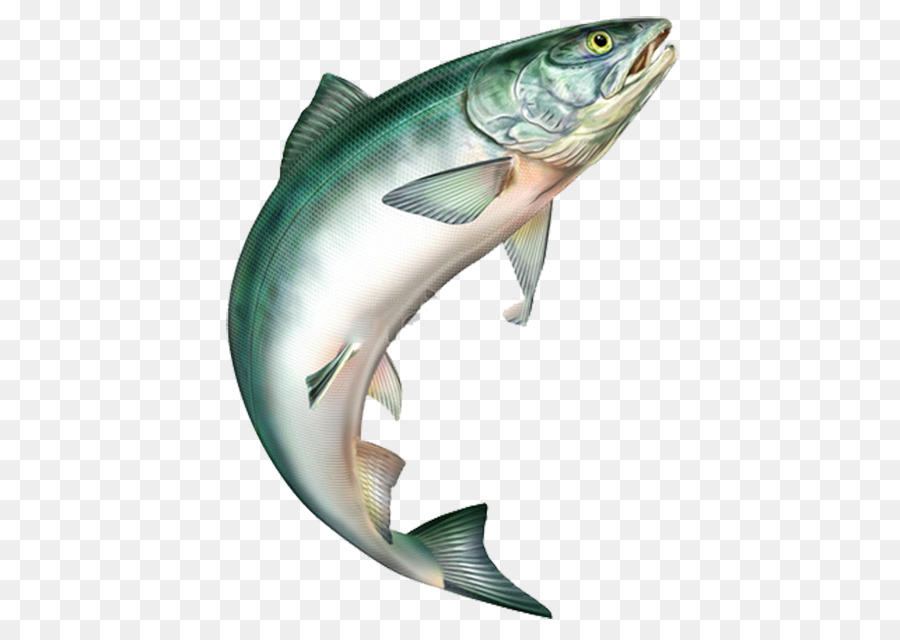 bass clipart rainbow trout