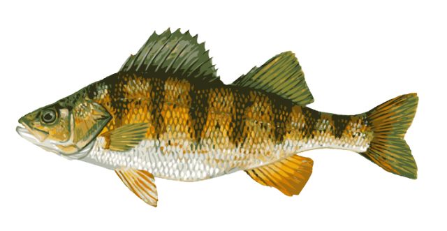 bass clipart river fish