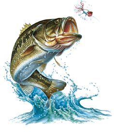 bass clipart river fish