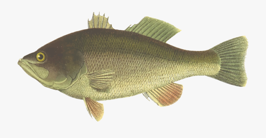 bass clipart river fish