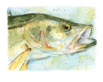 bass clipart snook