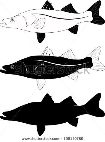 Bass clipart snook. Black and white kid
