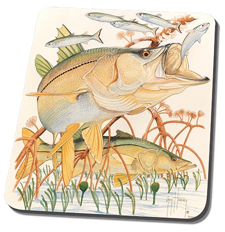In the mangrove guy. Bass clipart snook