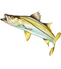 Fishing vector spirit graphix. Bass clipart snook