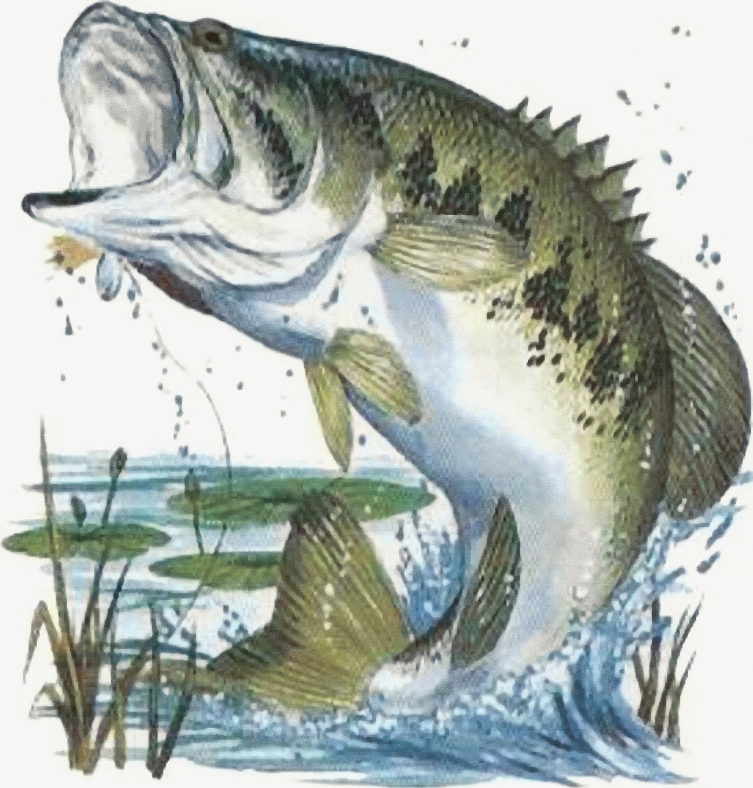 Bass clipart spotted bass. Fishing drawing at getdrawings