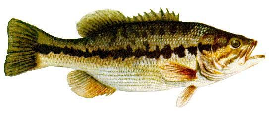 bass clipart spotted bass