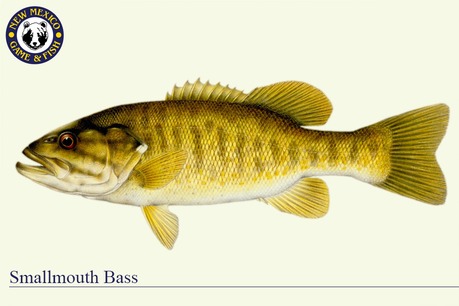 Warm water species new. Bass clipart spotted bass