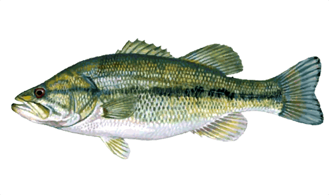 Bass clipart spotted bass. Great clip art of