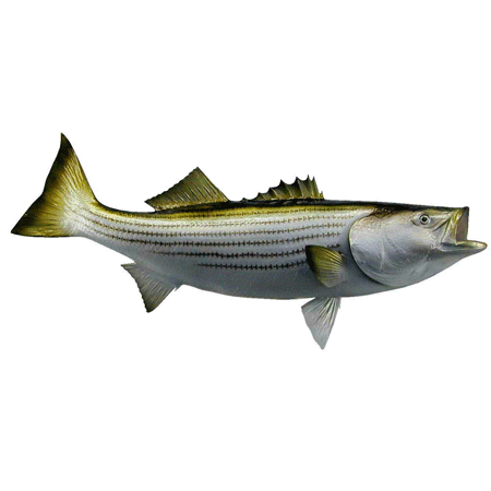 Picture #260266 - bass clipart striped bass. 