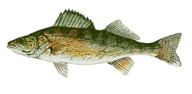 Great clip art of. Bass clipart walleye