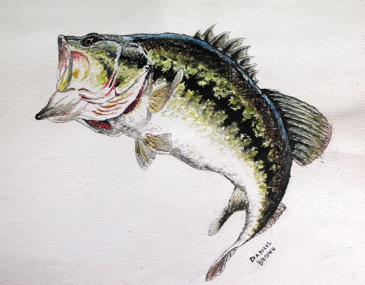  best fish art. Bass clipart watercolor
