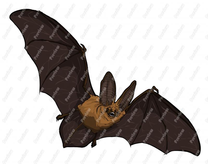 Bats clipart brown bat. Character clip art royalty