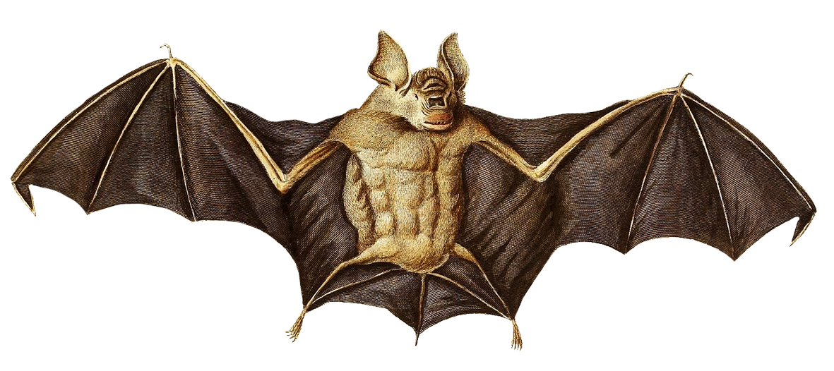bats clipart brown bat