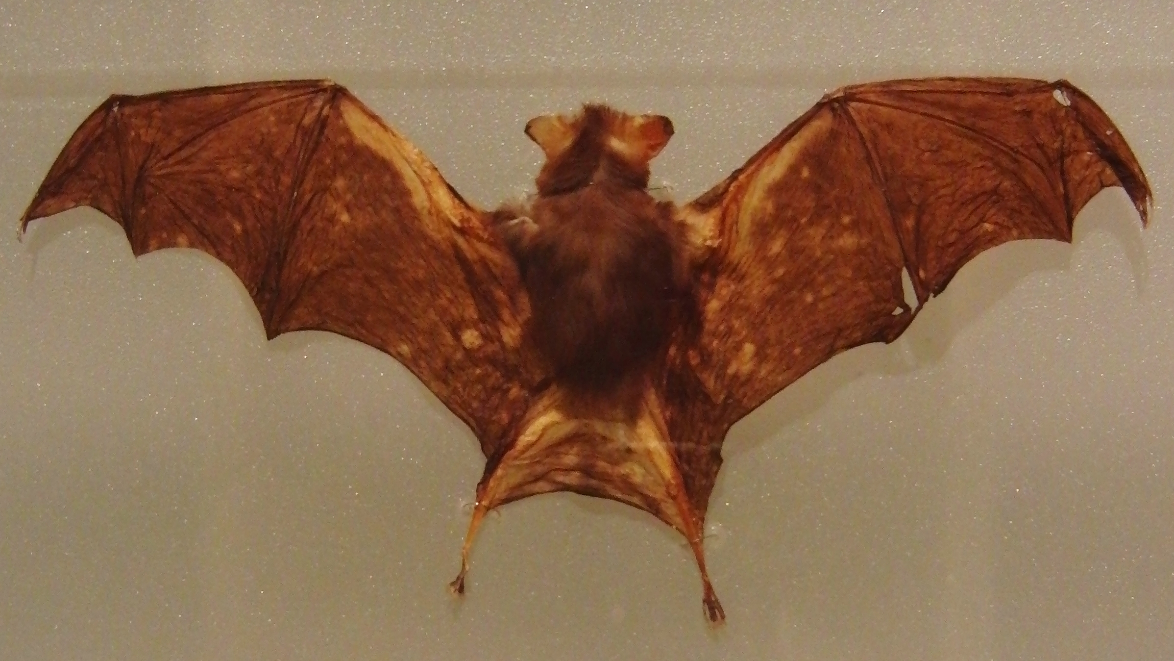 bat clipart bumblebee bat