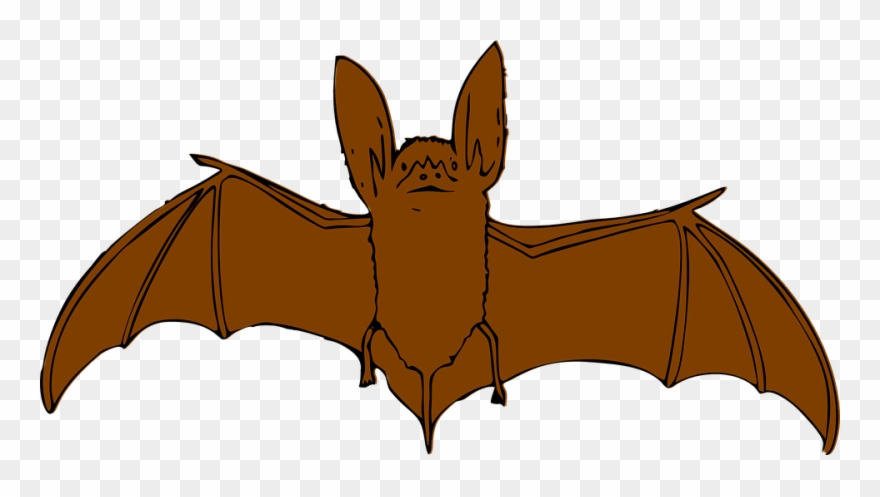 bat clipart ear