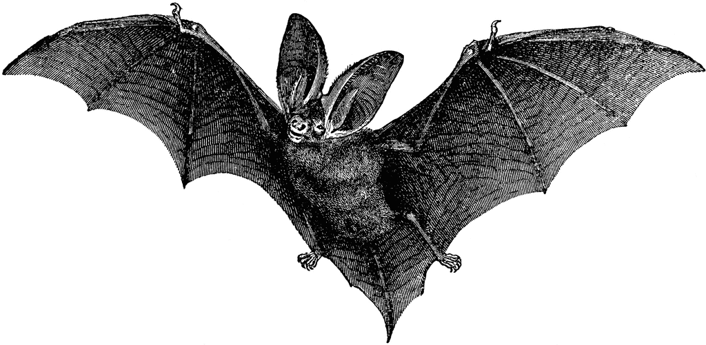 clipart bat vintage