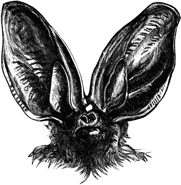 ears clipart bat
