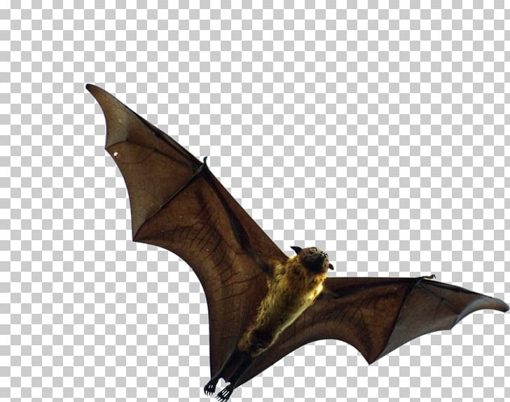 Foxes animal png animals. Clipart bat flying fox