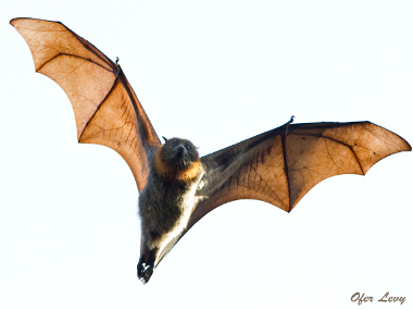 bat clipart flying fox