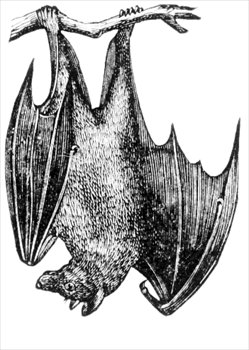 Free fruitbat graphics images. Bats clipart fruit bat
