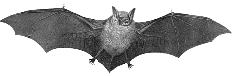 bat clipart real life
