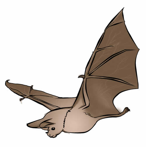 clipart bat realistic