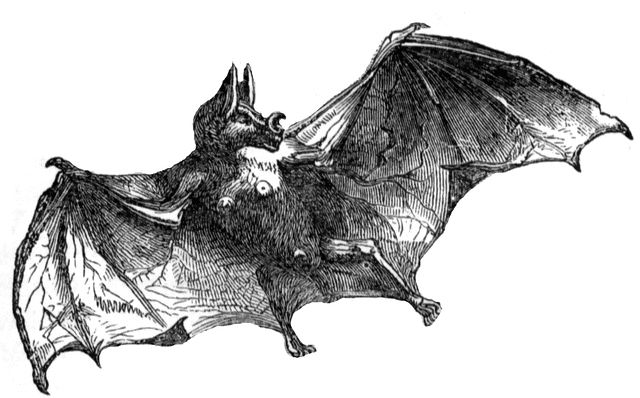 Bat clipart vampire bat. Etc
