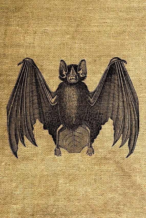  best images on. Bat clipart vintage