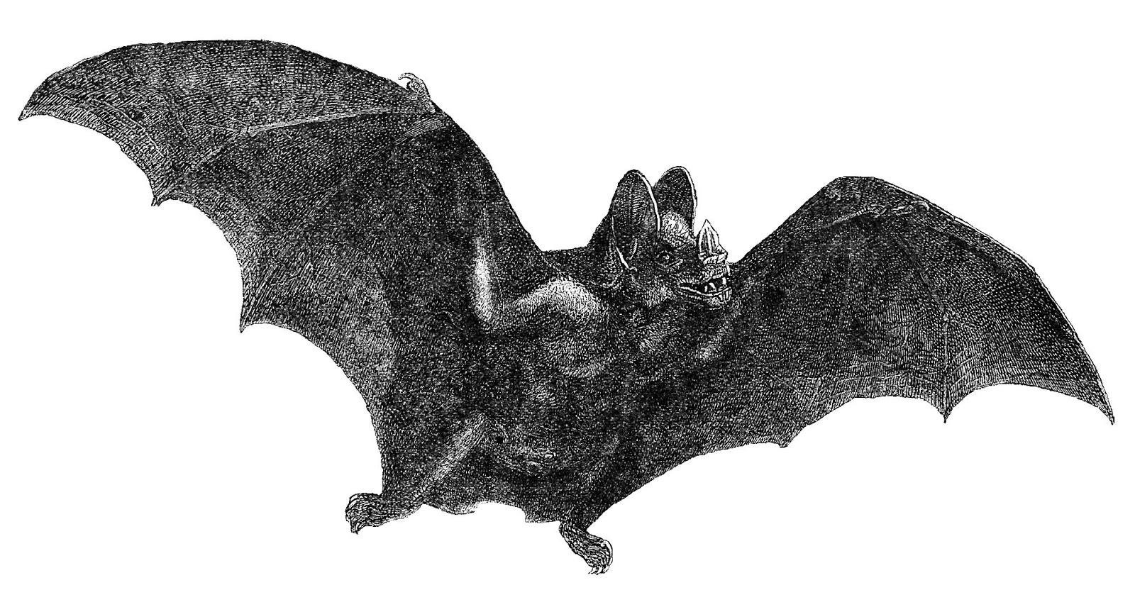clipart bat vintage